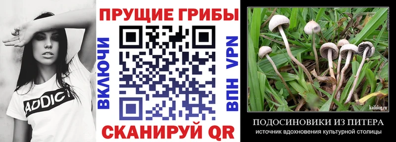кракен вход  Межгорье  Псилоцибиновые грибы Psilocybe  наркотики 
